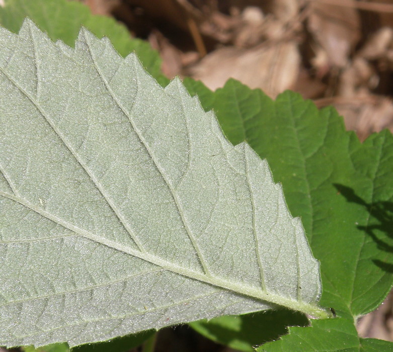 Image of genus Rubus specimen.