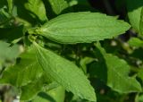 Смотреть изображение Stachys annua