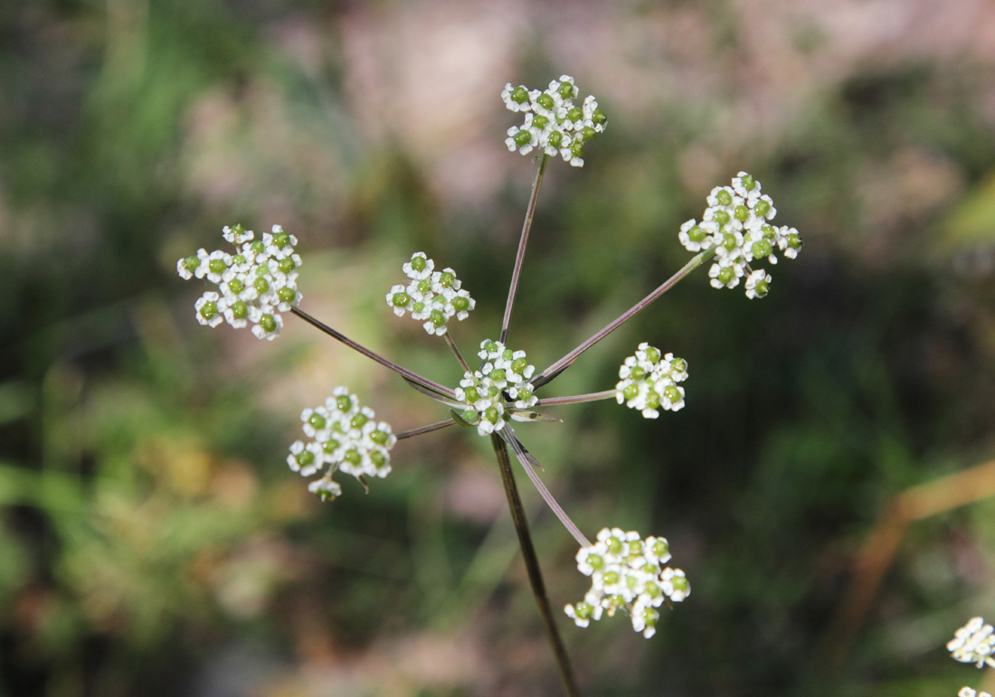 Image of Aulacospermum simplex specimen.