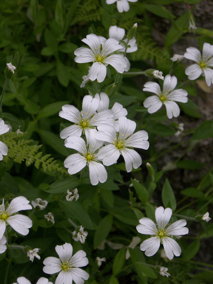 Изображение особи Cerastium polymorphum.