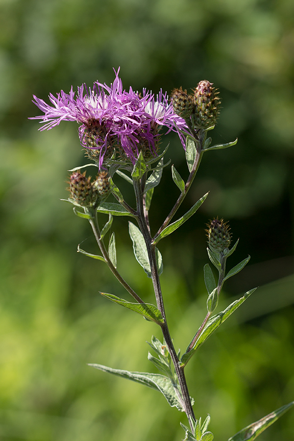 Image of Centaurea salicifolia specimen.