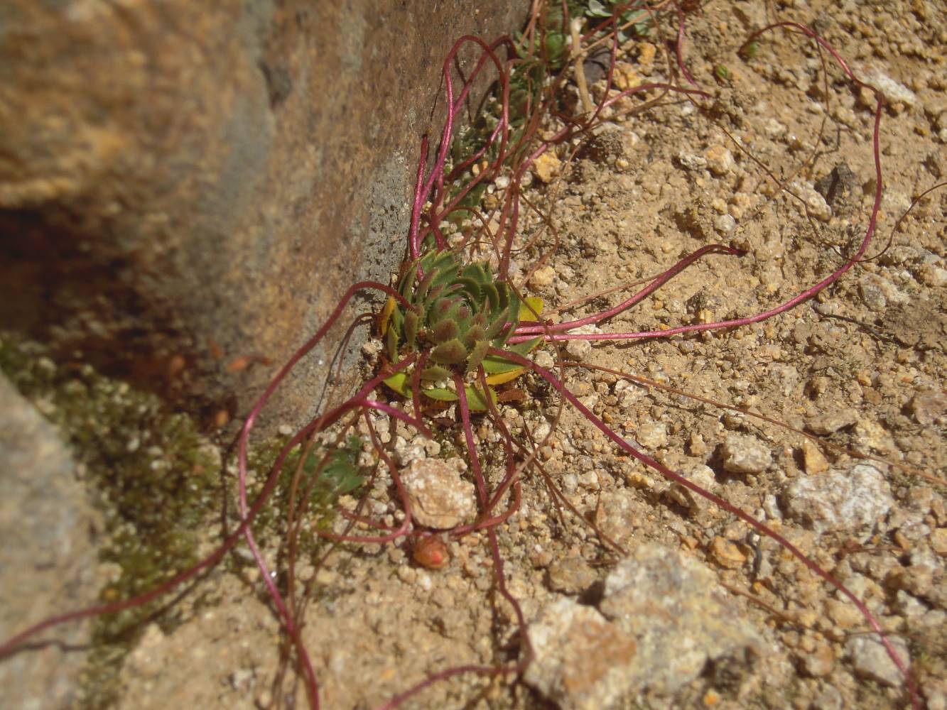 Изображение особи Saxifraga flagellaris.