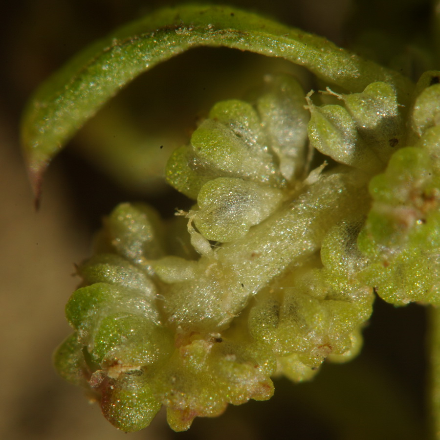 Image of Oxybasis chenopodioides specimen.