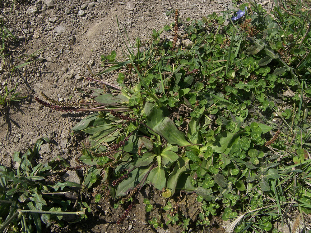 Image of Plantago media specimen.