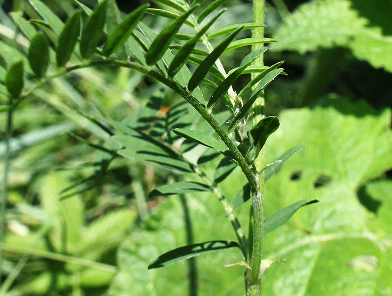 Image of Astragalus onobrychis specimen.