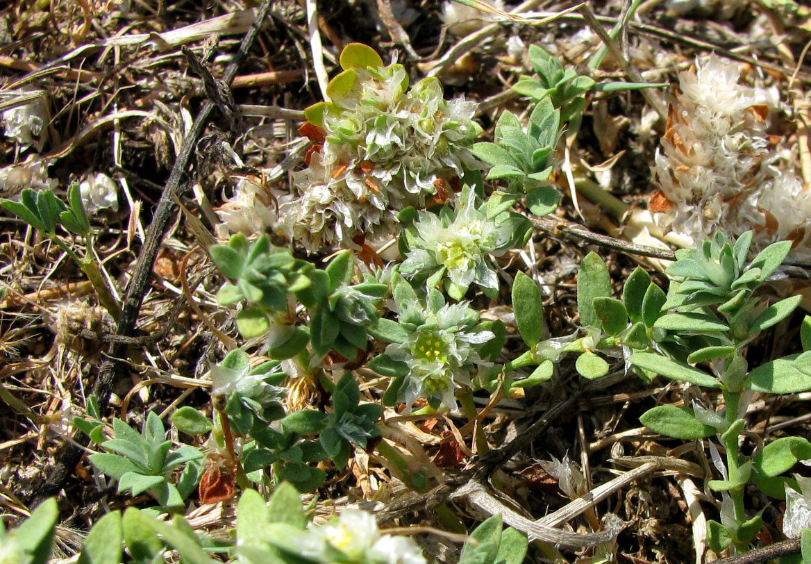 Изображение особи Paronychia capitata.