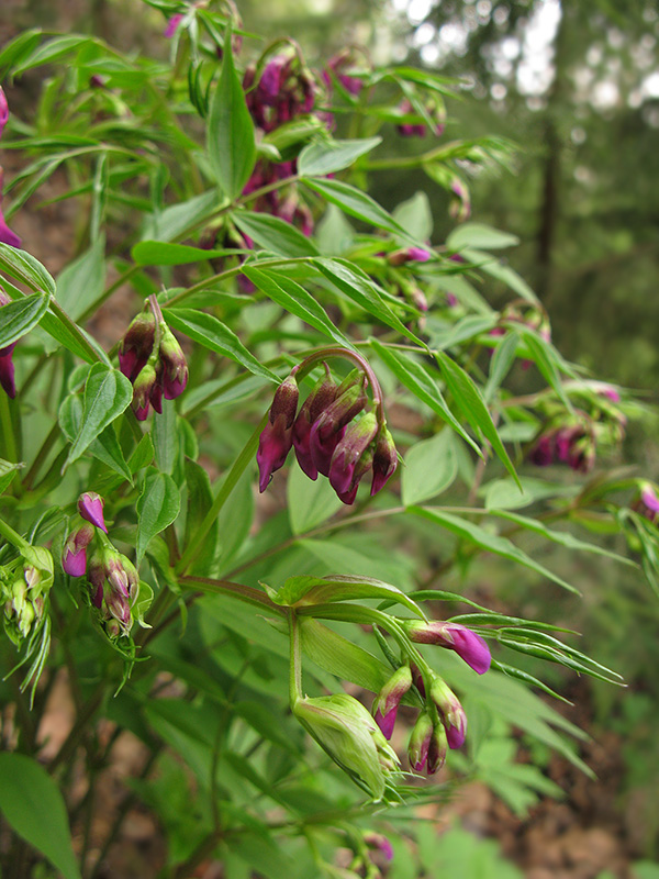 Изображение особи Lathyrus vernus.