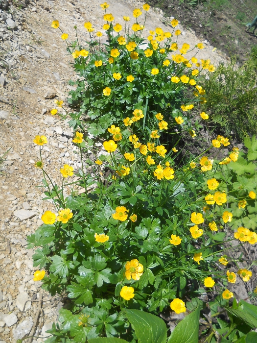 Изображение особи Ranunculus montanus.