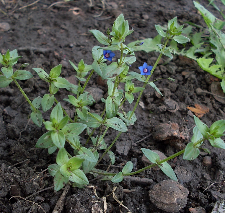 Image of Anagallis arvensis specimen.