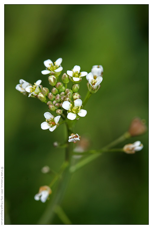 Изображение особи Capsella bursa-pastoris.