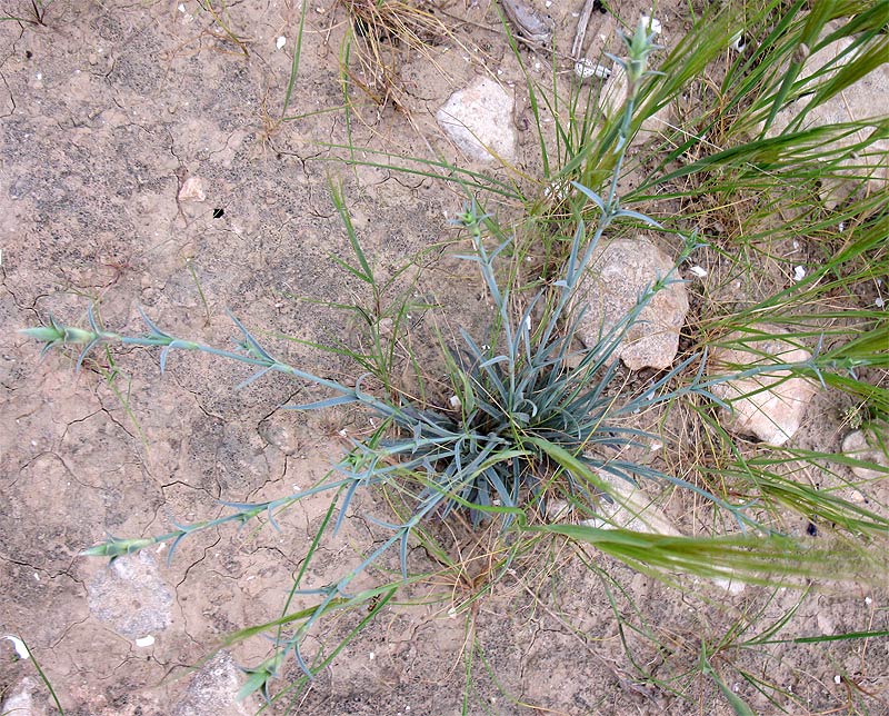 Image of Dianthus monadelphus specimen.