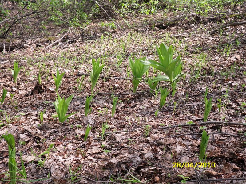 Image of Veratrum lobelianum specimen.