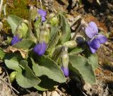 genus Viola. Цветущее растение. Татарстан, г. Бавлы, каменистый склон. 20.04.2013.