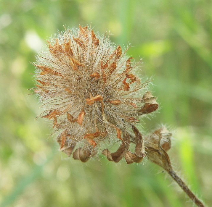 Image of Trifolium diffusum specimen.