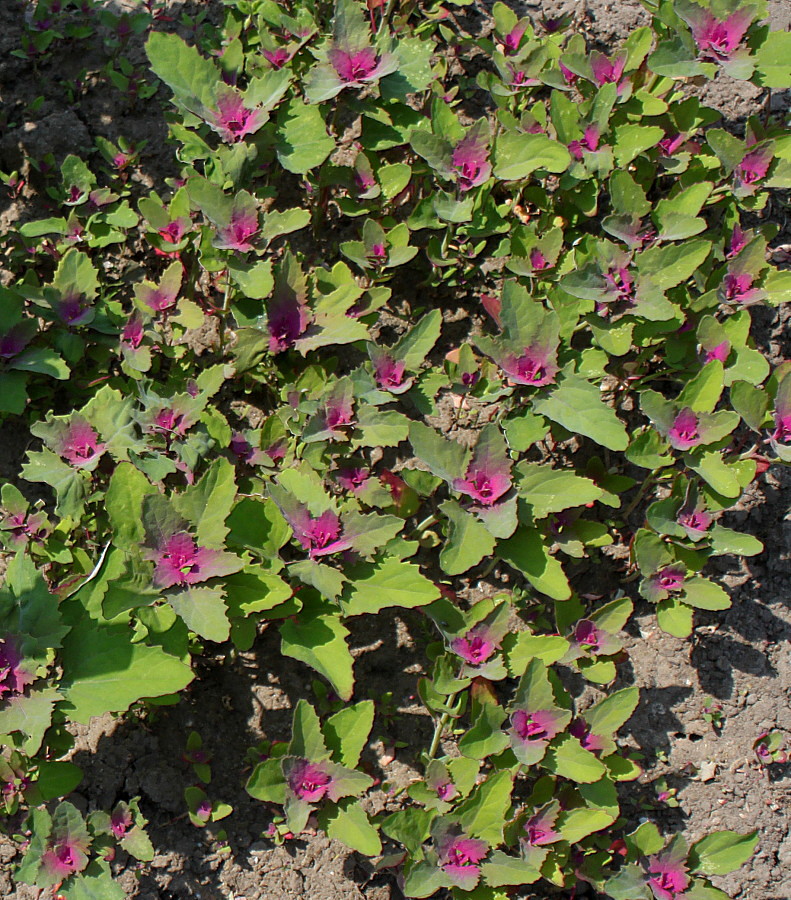 Изображение особи Chenopodium giganteum.