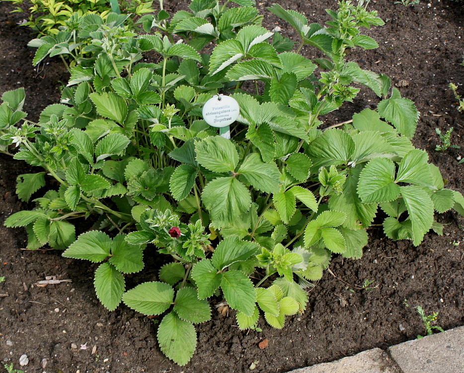 Изображение особи Potentilla argyrophylla var. atrosanguinea.