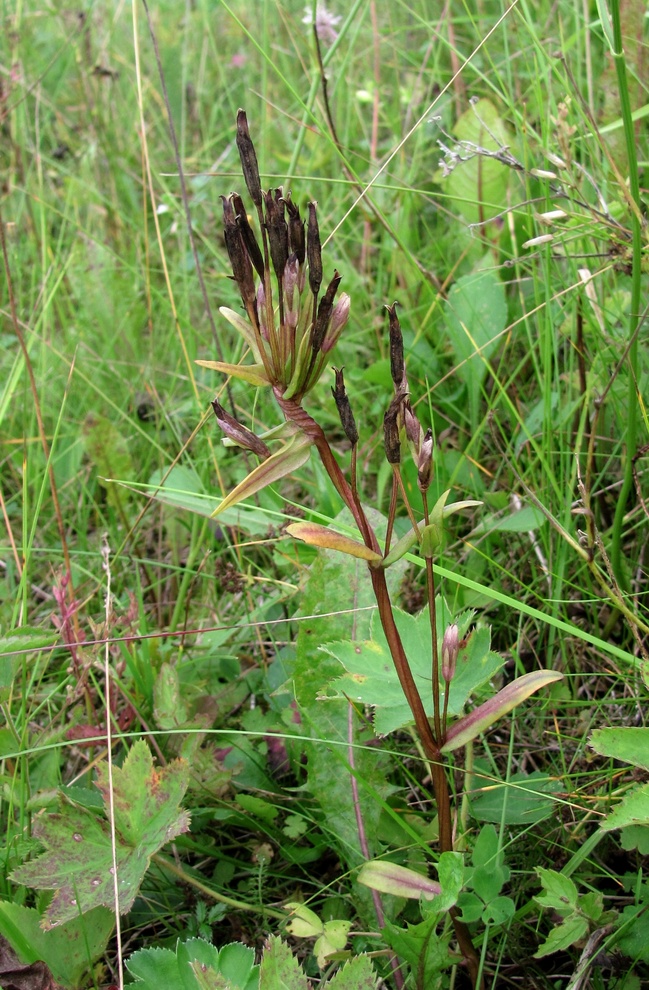 Image of Gentianella lingulata specimen.