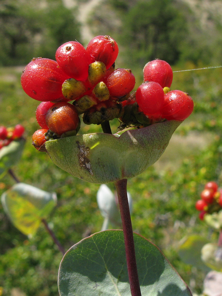 Image of Lonicera etrusca specimen.