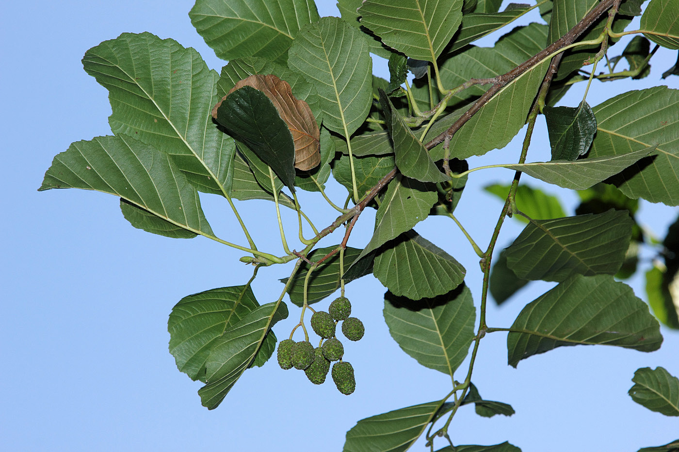 Изображение особи Alnus glutinosa.