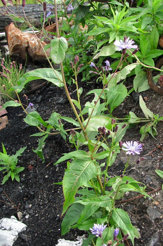 Image of Lactuca sibirica specimen.