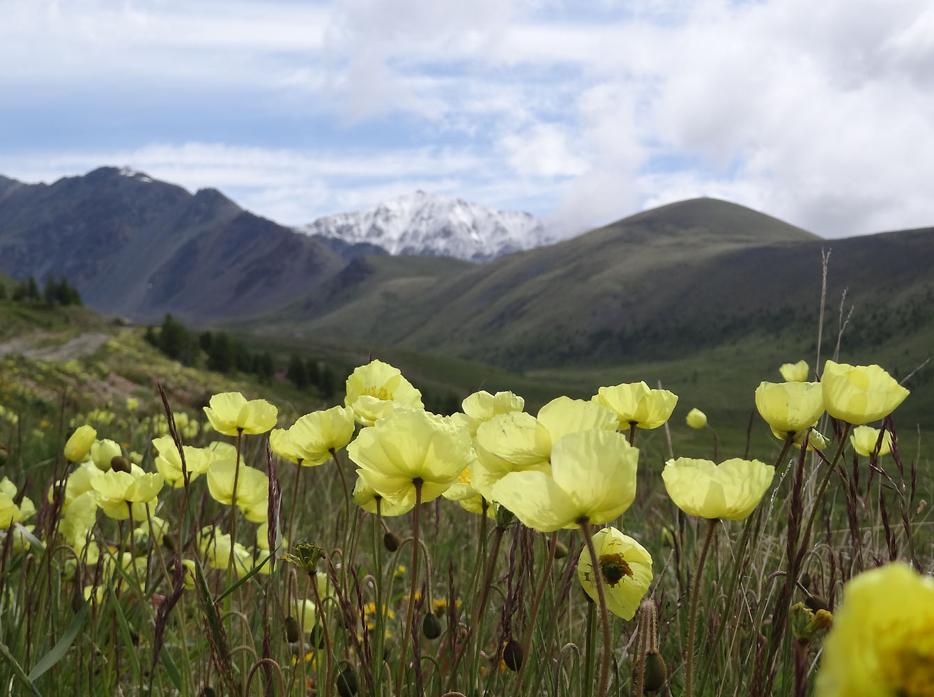 Image of genus Papaver specimen.