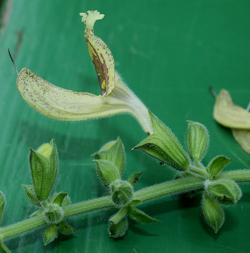 Изображение особи Salvia glutinosa.