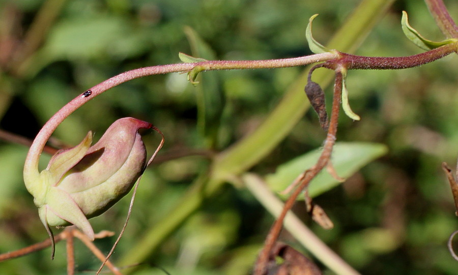 Изображение особи Phygelius capensis.