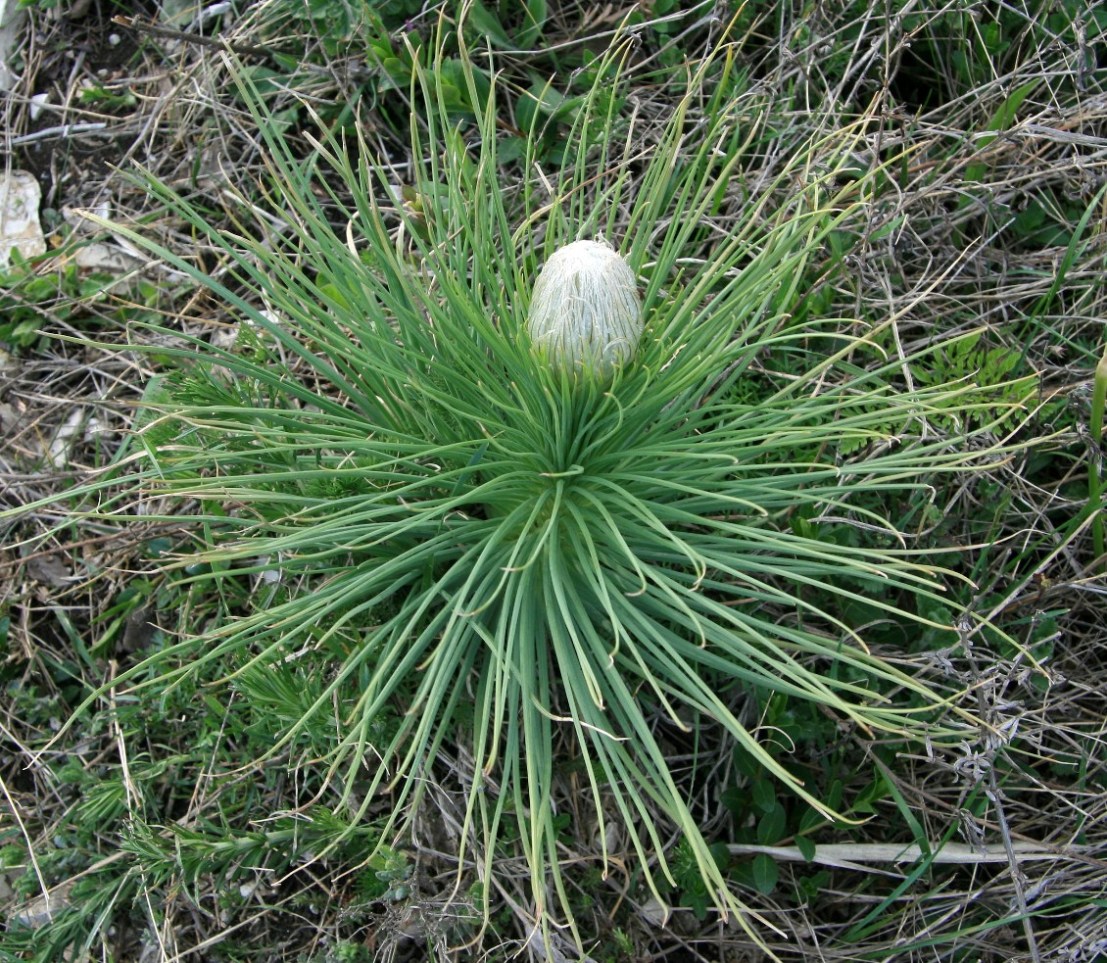 Image of Asphodeline taurica specimen.