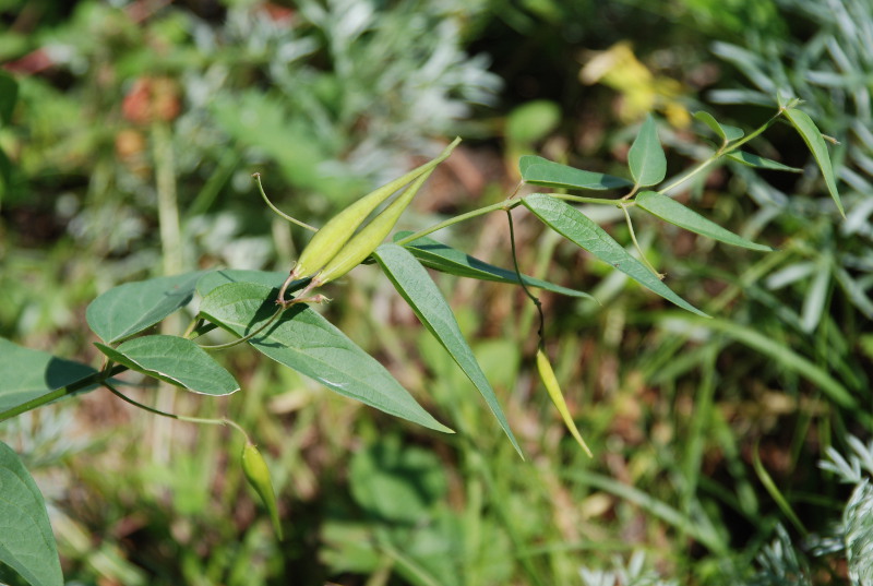 Image of Vincetoxicum hirundinaria specimen.