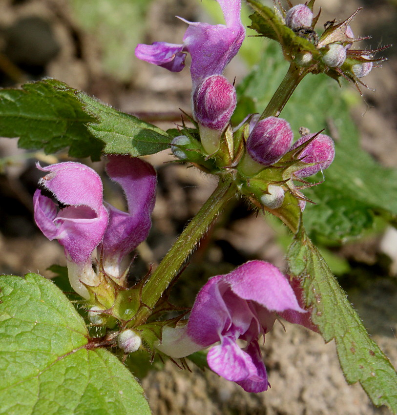 Изображение особи Lamium maculatum.