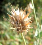 Psoralea bituminosa ssp. pontica