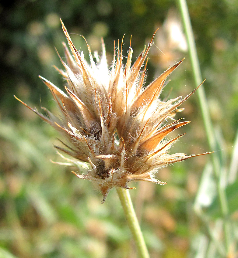 Изображение особи Psoralea bituminosa ssp. pontica.