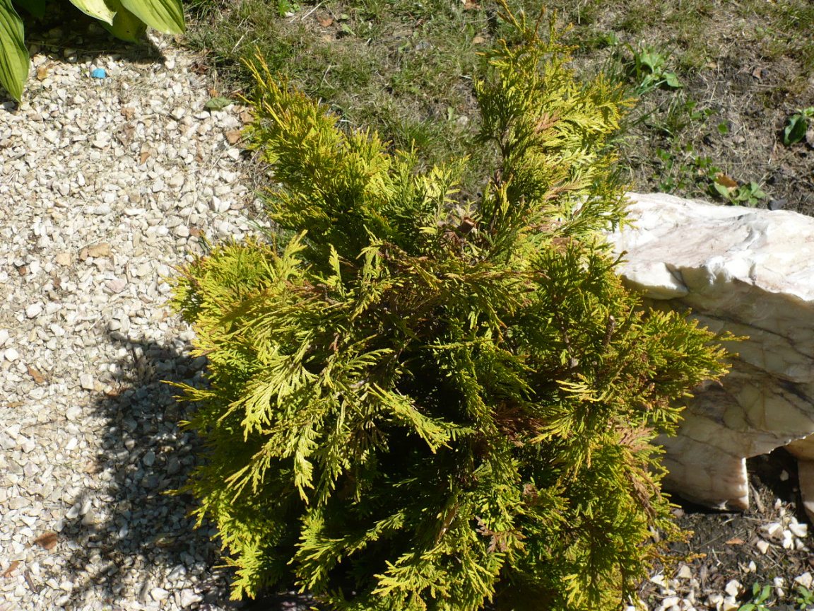 Image of Thuja occidentalis specimen.