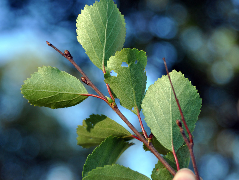 Изображение особи Betula subarctica.