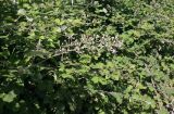 Rubus sanctus. Цветущее растение. Краснодарский край, Туапсинский р-н, с. Ольгинка, у дороги. 24.06.2014.
