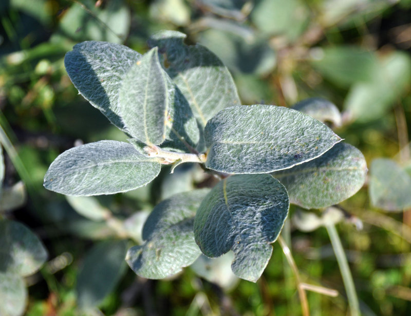 Image of Salix lanata specimen.