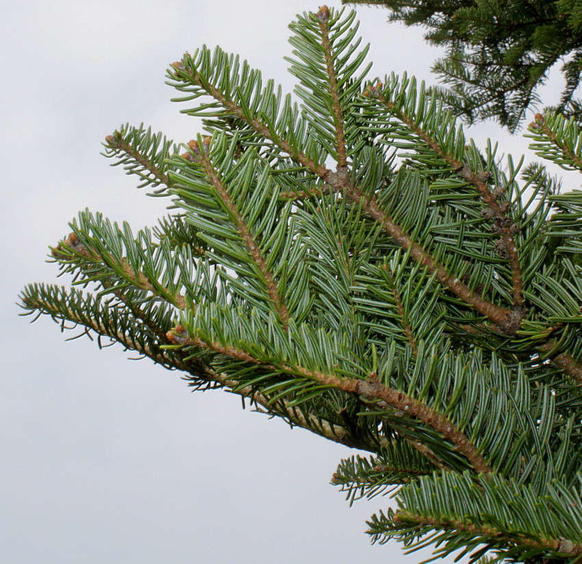 Image of Abies alba specimen.