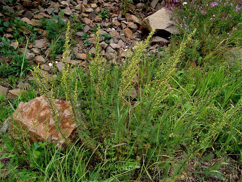 Image of Artemisia chamaemelifolia specimen.