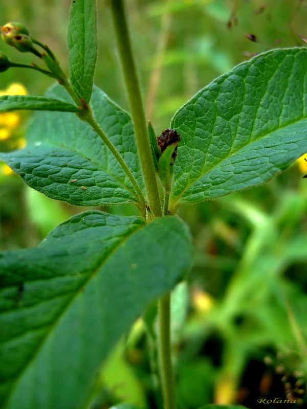 Image of Lysimachia vulgaris specimen.