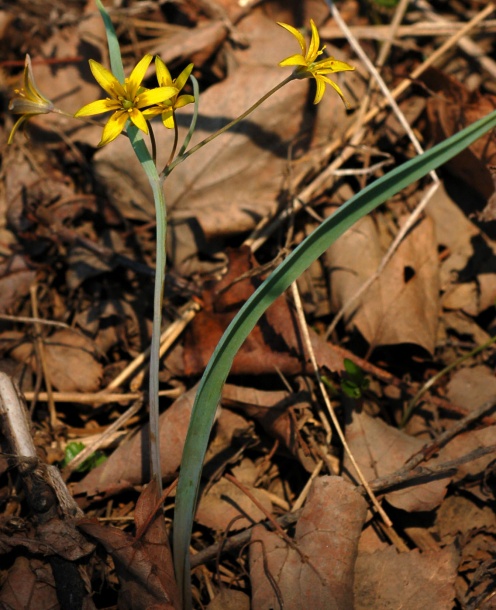 Image of Gagea nakaiana specimen.