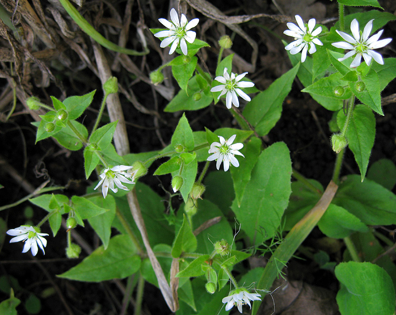 Image of Myosoton aquaticum specimen.