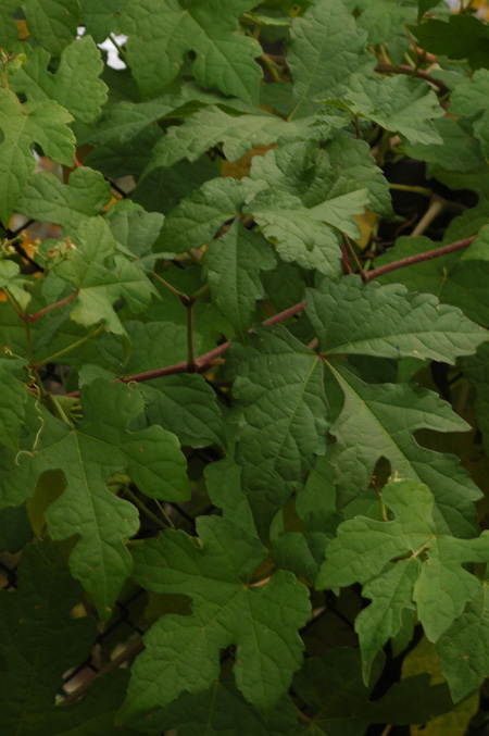 Image of Ampelopsis brevipedunculata specimen.