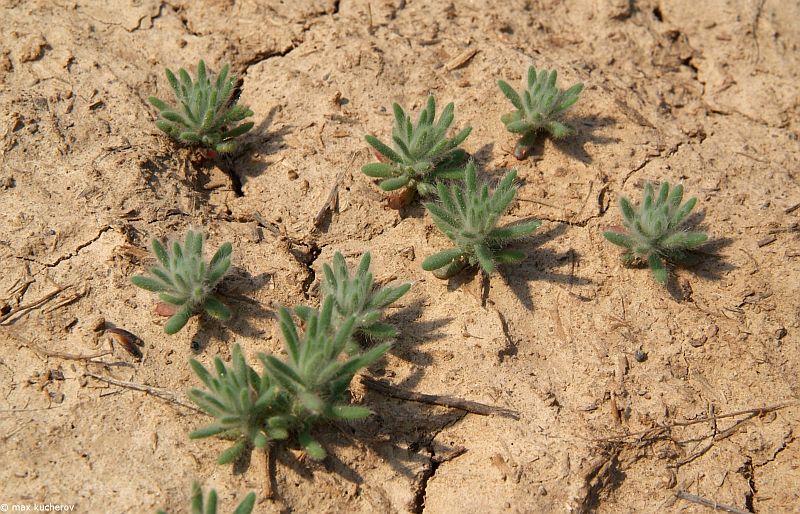 Image of Sedobassia sedoides specimen.