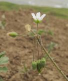 Holosteum umbellatum. Верхушка цветущего и плодоносящего растения. Краснодарский край, Темрюкский р-н, мыс Железный Рог, обрывистый глинистый приморский склон. 09.05.2015.