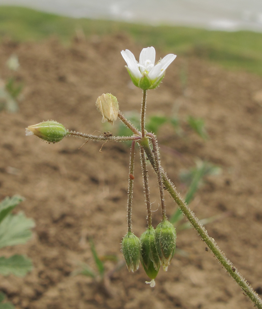 Image of Holosteum umbellatum specimen.