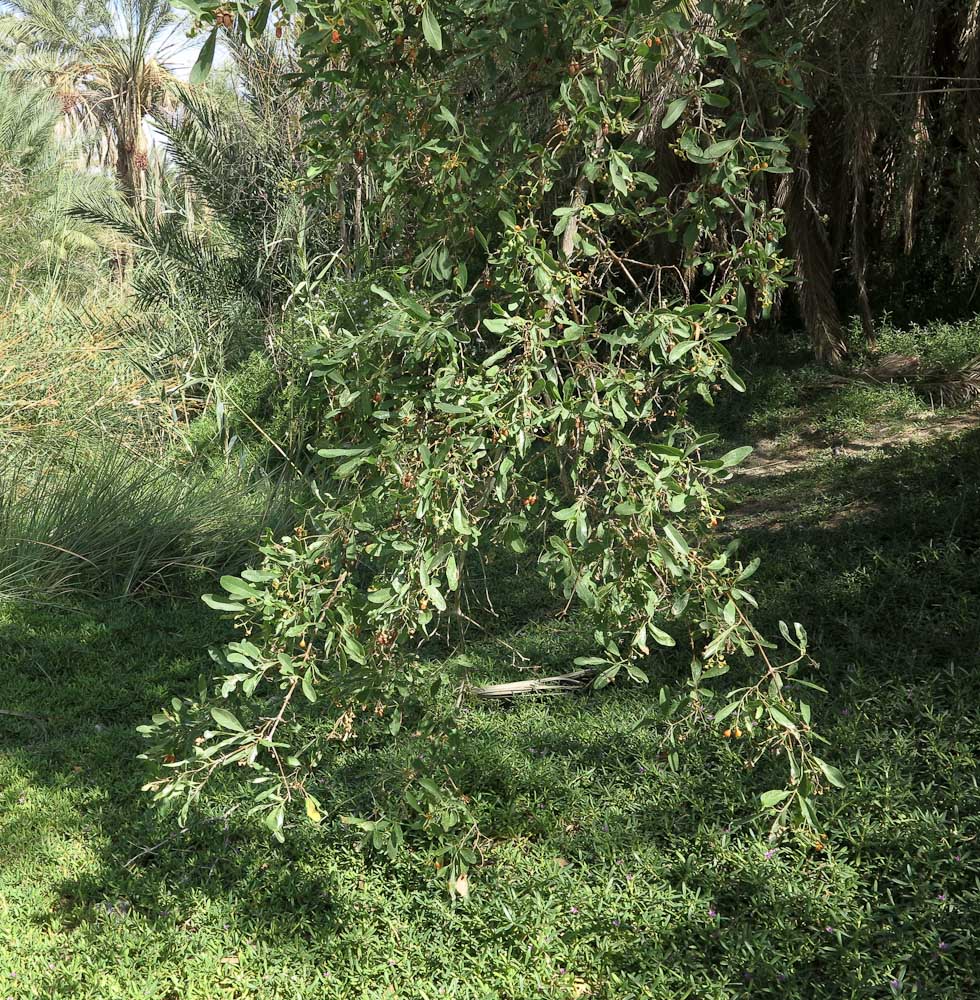 Image of Cordia sinensis specimen.