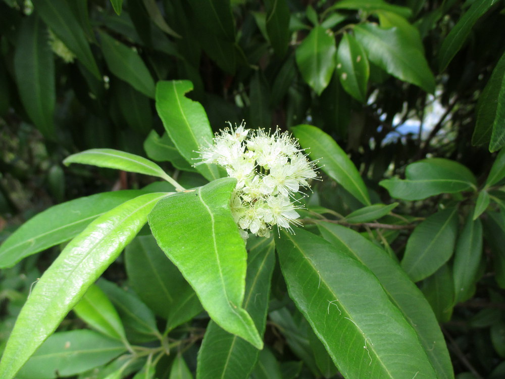 Изображение особи Backhousia citriodora.