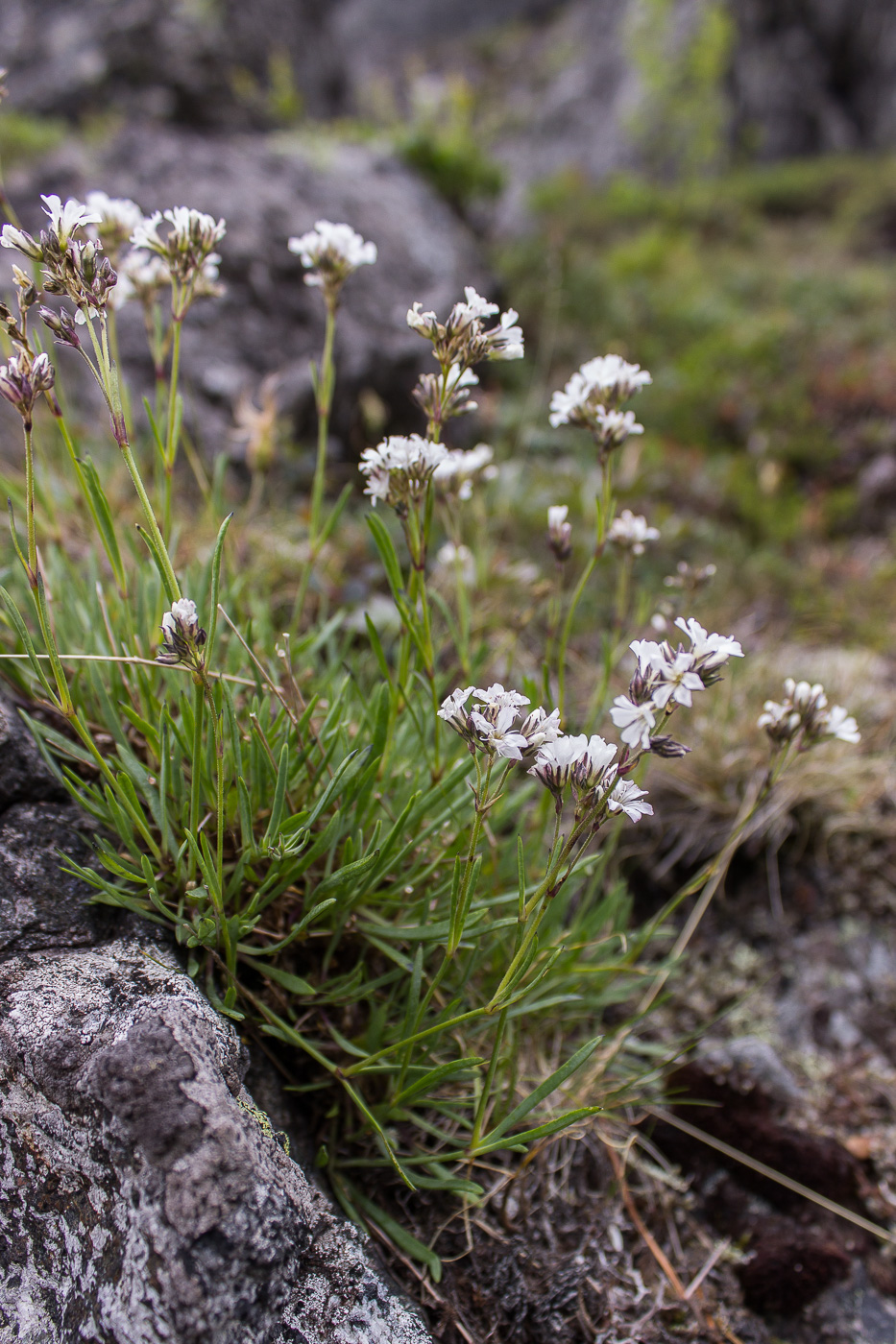 Image of Gypsophila uralensis specimen.