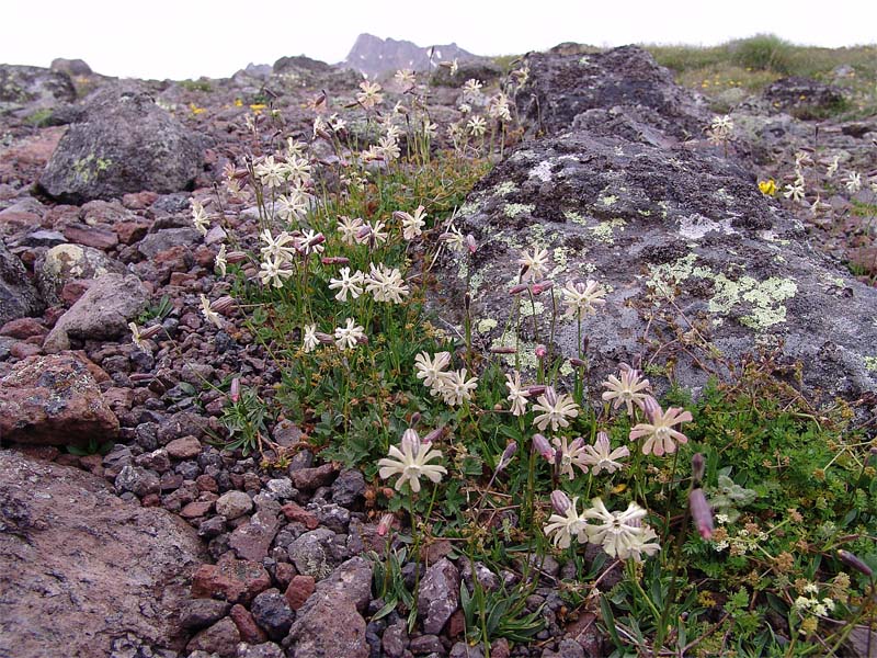 Изображение особи Silene lychnidea.