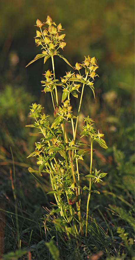 Image of Halenia corniculata specimen.